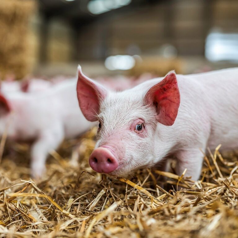 Pig Farming