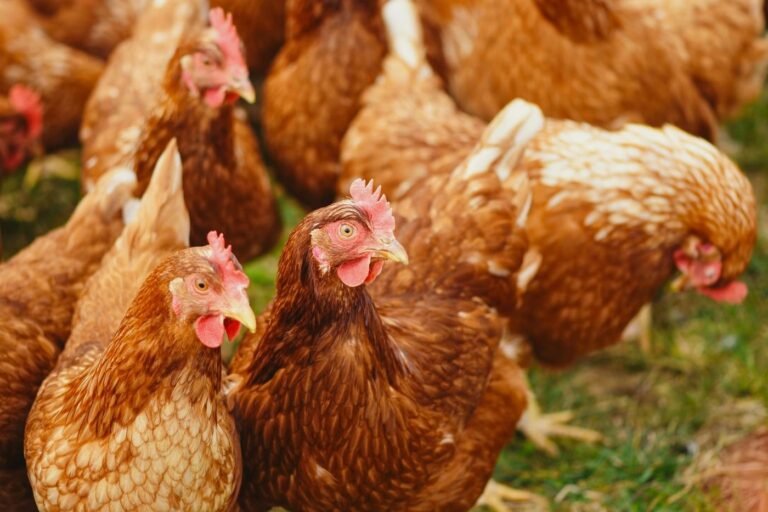 Poultry Farming