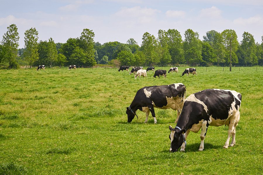 Dairy Equipment