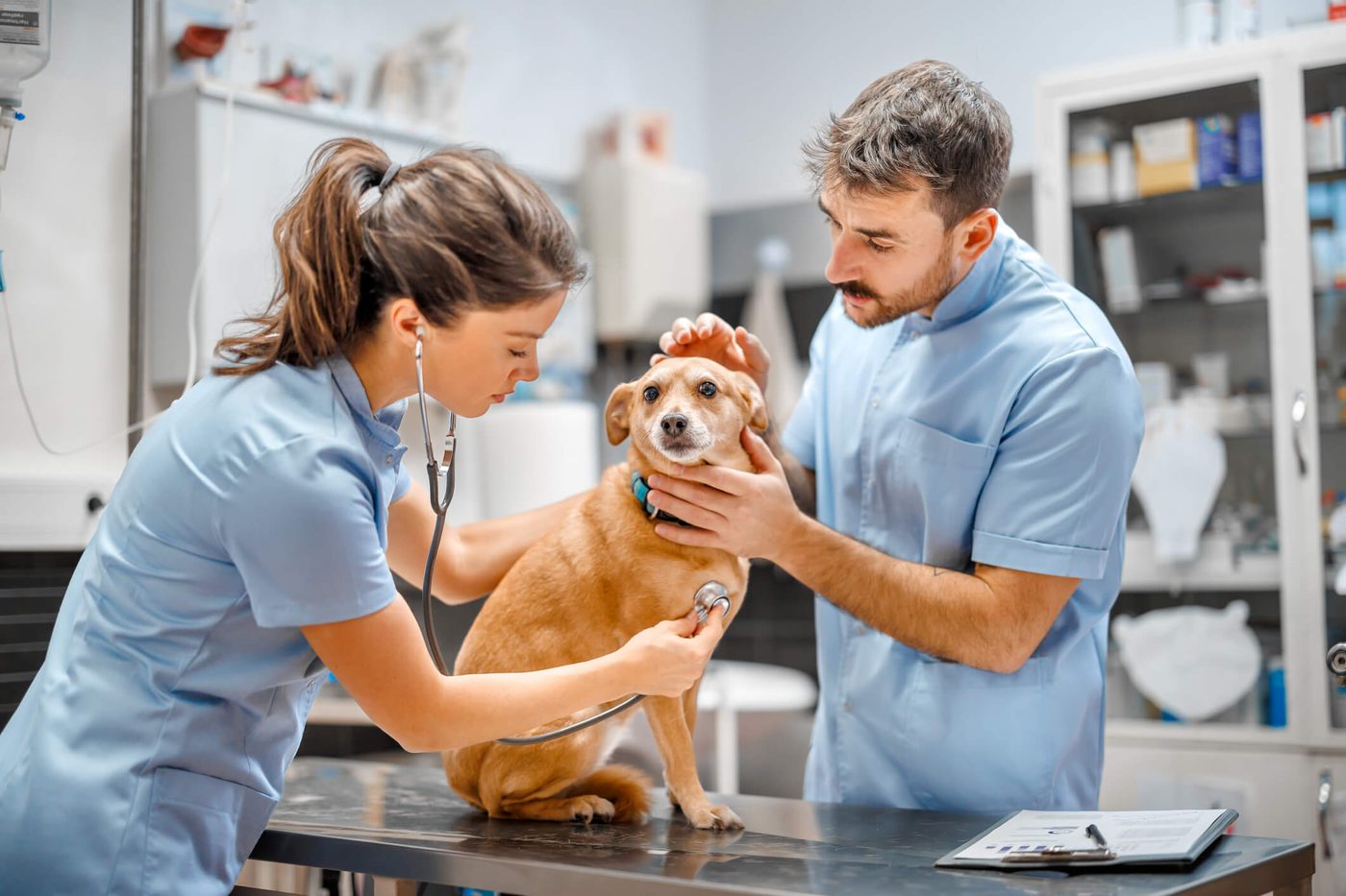 Veterinary Equipment