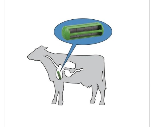 Cow Magnet D Type